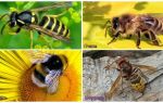 What is the difference between wasp, bee, bumblebee, hornet