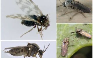 Insectes de l'arna