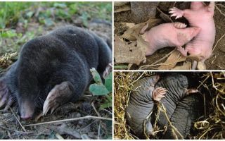 Description and photos of newborn moles