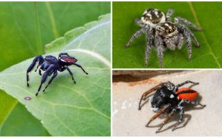 Jumping Spiders (Jumping Spiders)