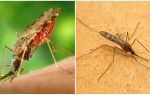 What do malaria mosquitoes look like and how dangerous they are for humans