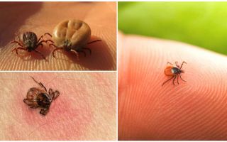 What to do when a tick bite