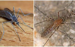 Description and photos of mosquito species