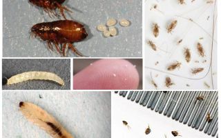 How to get rid of earthen fleas in an apartment or private house