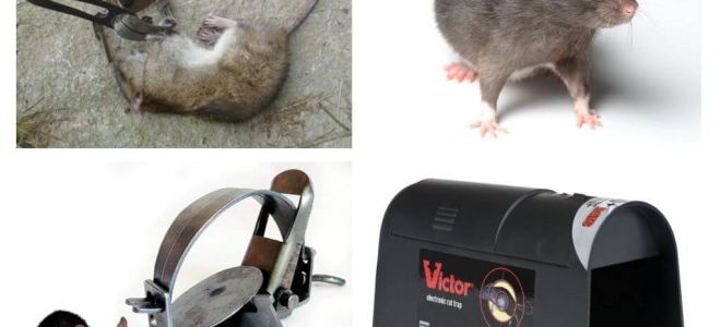 Traps for rats