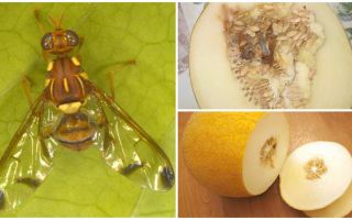 Description of a melon fly and methods of dealing with it