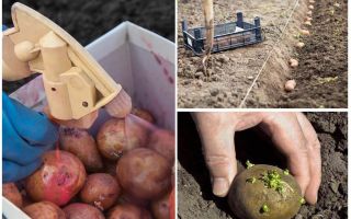 Than before planting process the potato from the Colorado potato beetle and wireworm