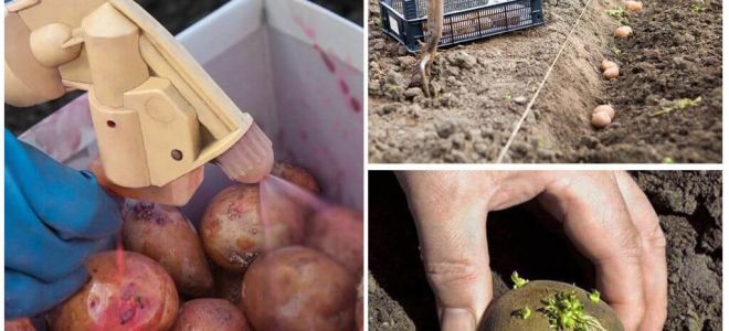 Than before planting process the potato from the Colorado potato beetle and wireworm