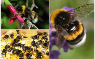 Beschreibung und Fotos der Erdhummel