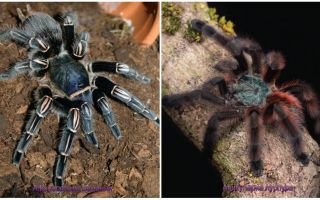 Top 10 schrecklichste Spinne der Welt