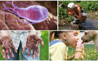 Giardia-Zysten im Kot eines Kindes: Wie sie aussehen und wie sie behandelt werden