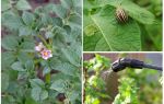 Ist es möglich, Kartoffeln von Kartoffelkäfern während der Blüte zu verarbeiten?