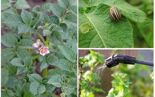 Is it possible to process potatoes from Colorado beetles during flowering