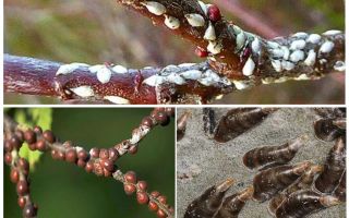 Com tractar l’escut al jardí de prunes, cireres i altres arbres