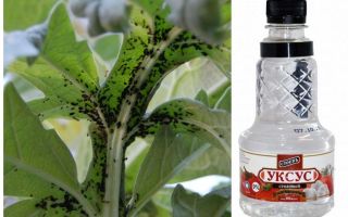 Vinegar vs. Aphid