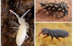 Collembola ، springtails ، poduras في النباتات الداخلية