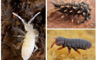 Collembola ، springtails ، poduras في النباتات الداخلية