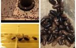 كيفية التعامل مع woodlice في الشقة