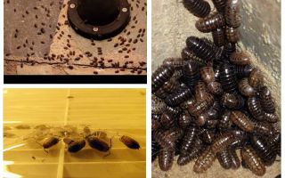 Come trattare con woodlice nell'appartamento