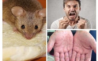 What can be infected from mice