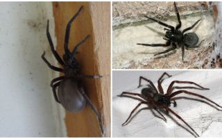 What kinds of spiders live in an apartment or house