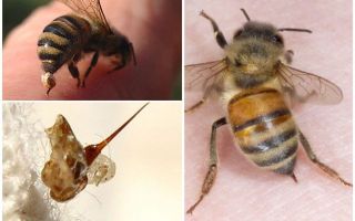 Bee sting and wasp