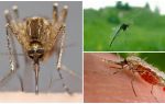 How mosquitoes see and what attracts them to a person