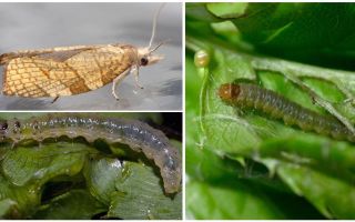 How to get rid of moths on currants