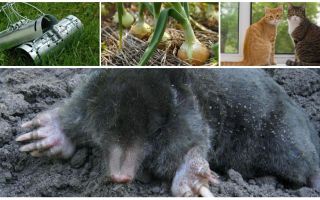 Remedies für Mole in der Sommerhütte und im Garten