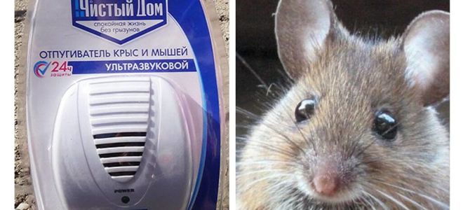 Ultrasonic repeller from rats and mice Clean house