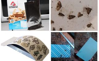 Food moth traps