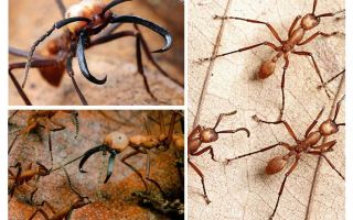 The most dangerous ants in the world