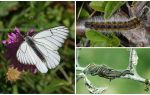 Beschreibung und Foto der Raupe und Schmetterling Hawthorn, wie man kämpft