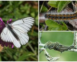 Beschreibung und Foto der Raupe und Schmetterling Hawthorn, wie man kämpft