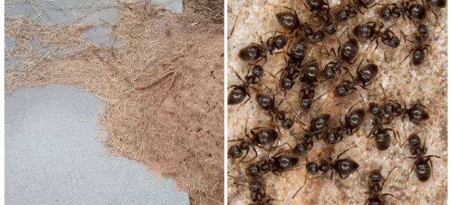 How to get rid of ants on the grave