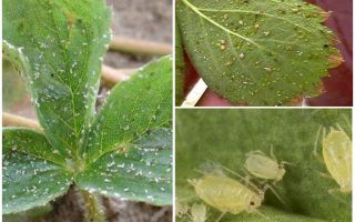 Methods of dealing with aphids on strawberries