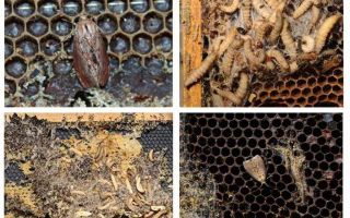 Methods of dealing with wax moth