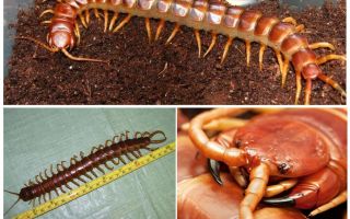 Giant scolopendra