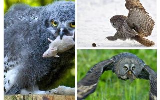 Un gufo uccide circa 1000 topini di campo durante l'estate