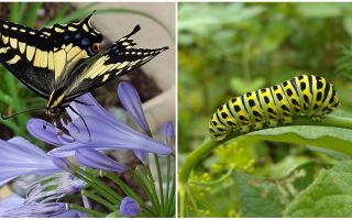 Eine Raupe in einen Schmetterling verwandeln