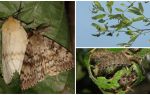 Description and photo of the caterpillar of the Gypsy Moth