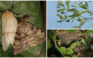 Beschreibung und Foto der Raupe der Zigeunermotte