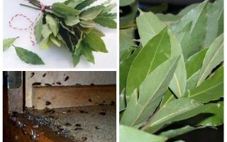 How to use bay leaf against cockroaches