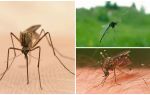 Dades interessants sobre els mosquits