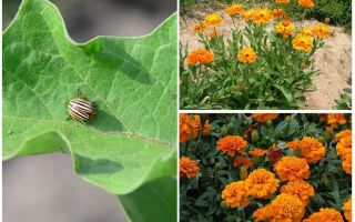 Wie man Auberginen vom Kartoffelkäfer schützt und schützt