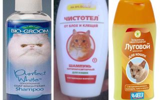 How often can I wash with flea shampoo