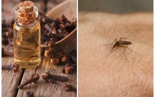 Clove oil against mosquitoes