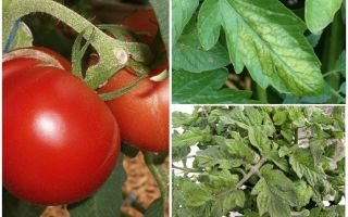 Blattläuse an Tomaten - was zu verarbeiten und wie man kämpft