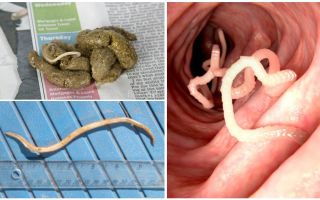 What do roundworms look like in human feces?