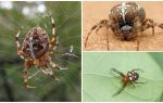 Crusader Spider Описание и снимки